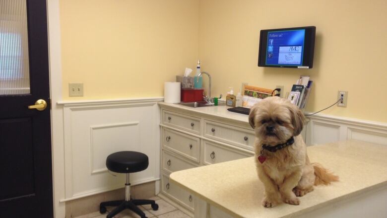 Dog waiting to see the vet