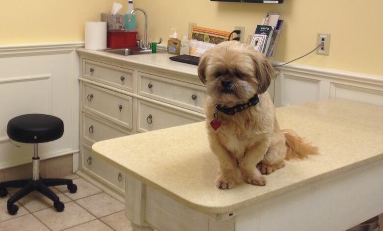 Dog waiting to see the vet