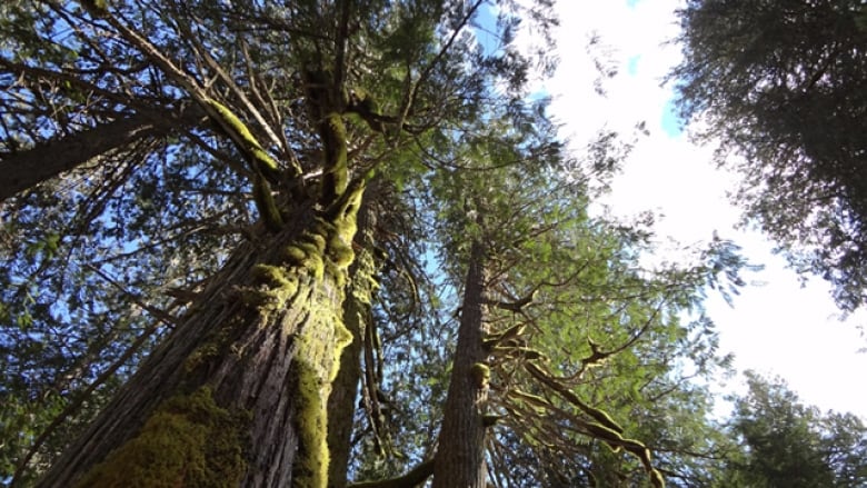 Big trees tower in the sky.