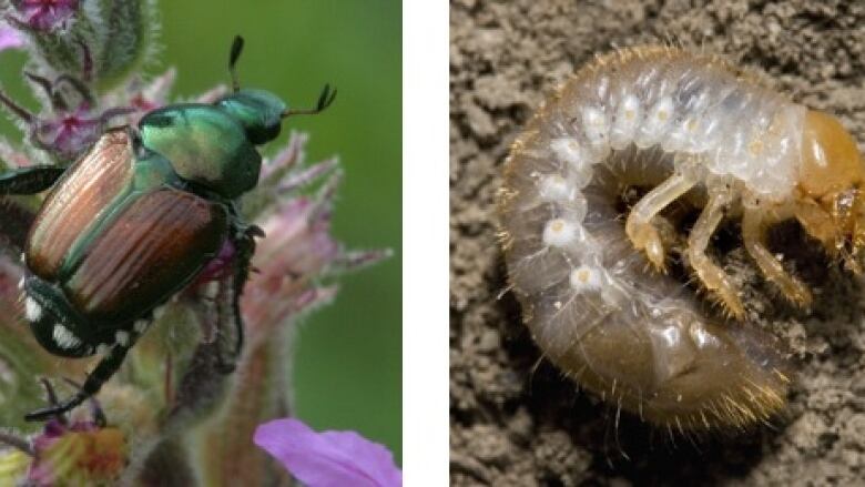 A metallic green beetle on the left. A translucent insect larva that looks like a C-shaped worm on the right.