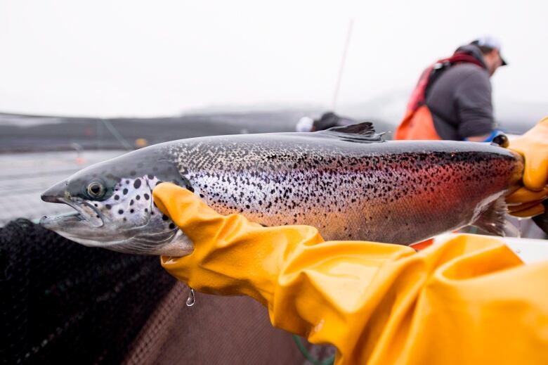 A closeup of a fish being held by a person with gloves.