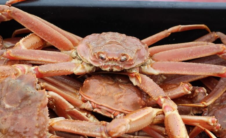 photo of a snow crab