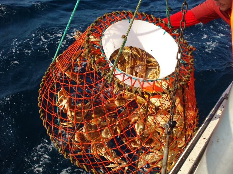 A net of snow crab being hauled from the ocean. 