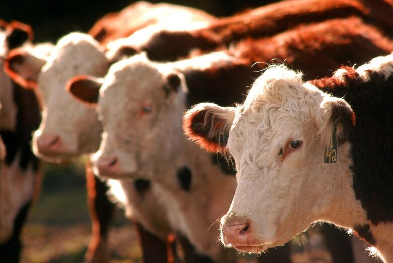 Beef cattle in a herd.