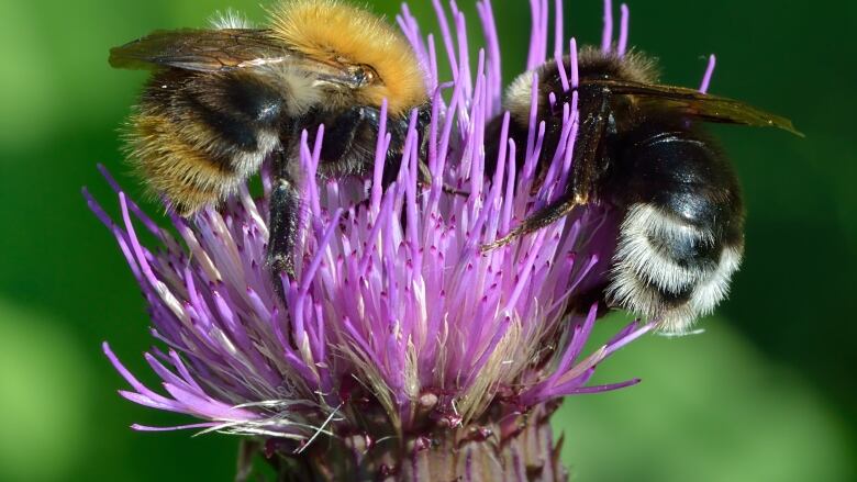 Gypsy cuckoo bumble bee on a flower