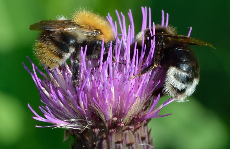 Gypsy cuckoo bumble bee on a flower