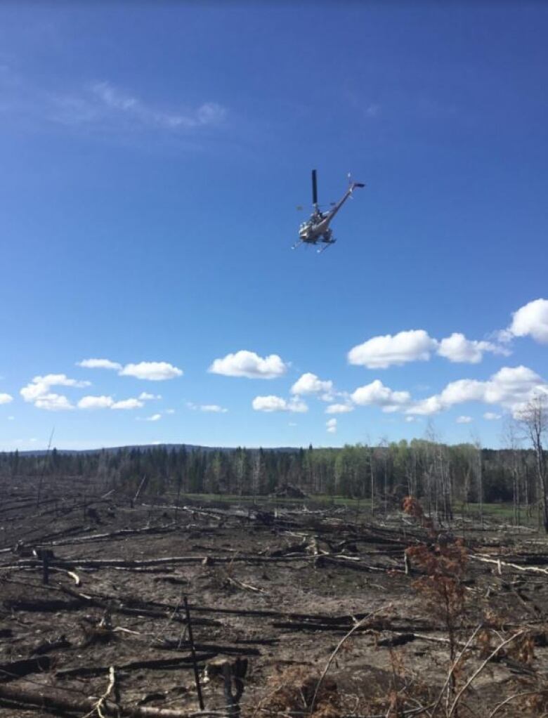 A clear section of forest with burned down trees. 