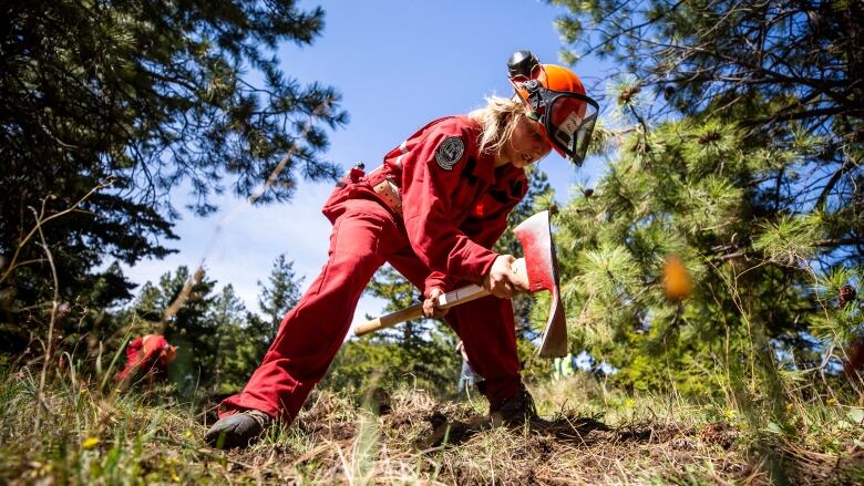 A woman uses an axe-like instrument to break up ground.