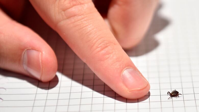 A person's finger points to a blacklegged tick on a piece of graph paper. 