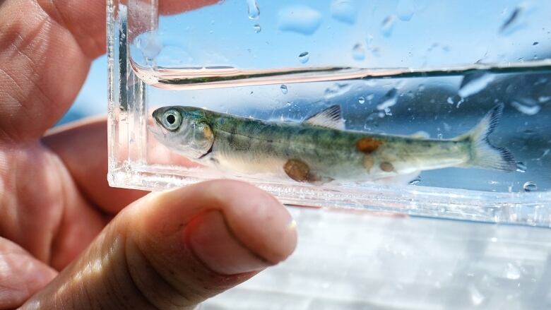 A human hand holds a glass container with a tiny fish inside