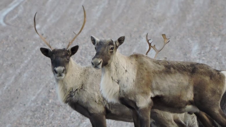 Two caribou look into the camera in profile.