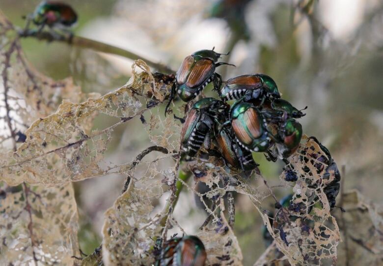 A cluster of seven green and brown iridescent beetles crawl all over a dead and bug-eaten leaf.