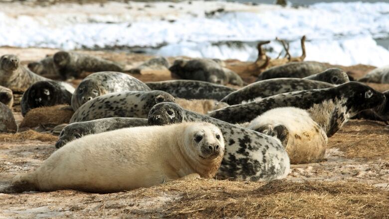 A group of seals are laying together in some dry grass