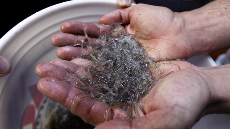 hundreds of tiny eels held in cupped hands.