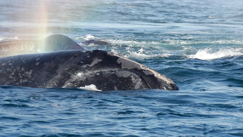 A breaching whale is seen in dark blue water