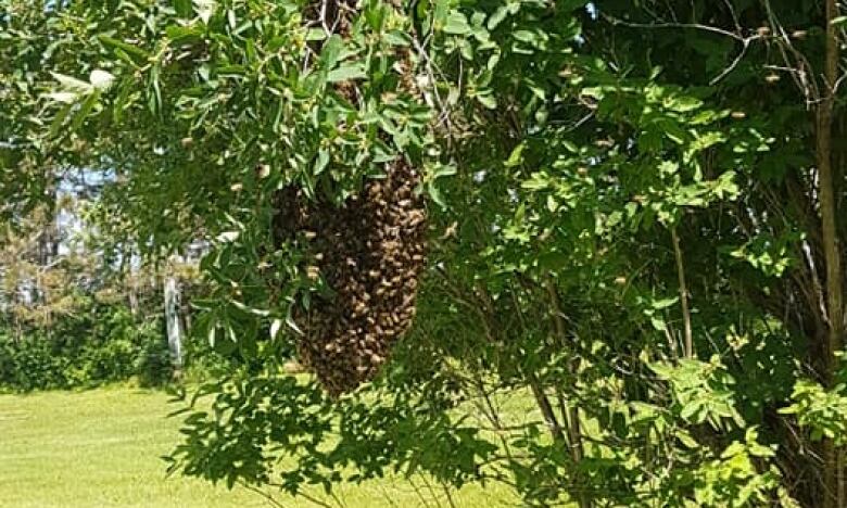 bee swarm 