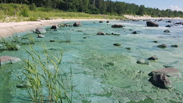 A blob of algae covering rocks along a beach.