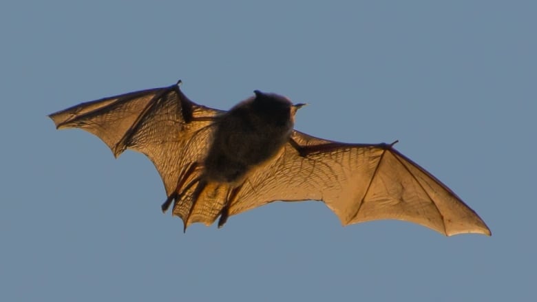 A bat spreads its wings as it flies.