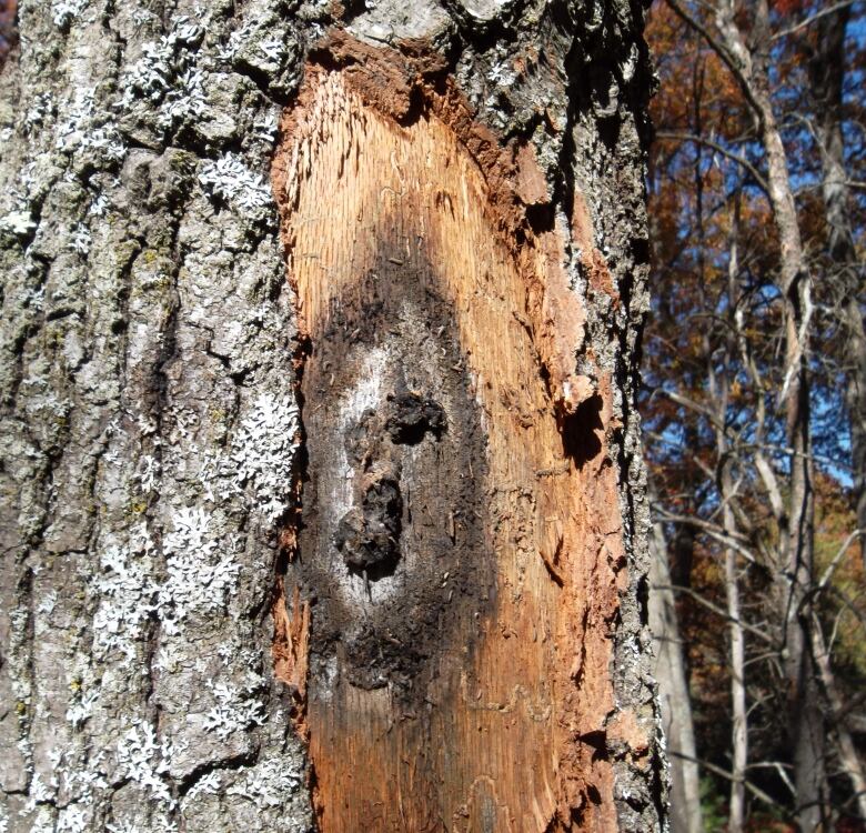 Fungus on a tree.