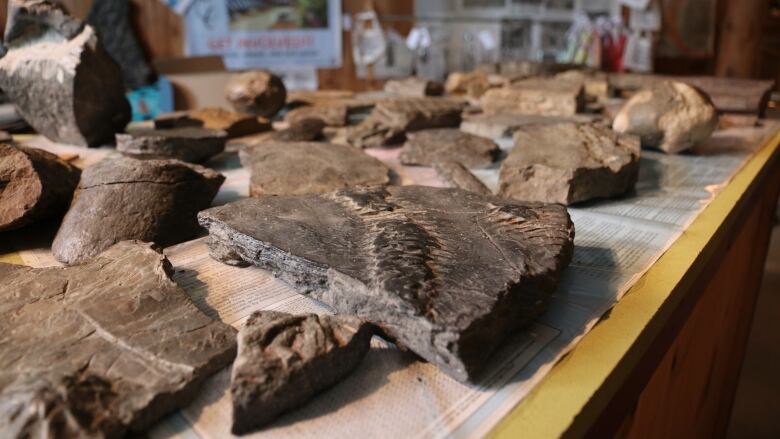 Several types and sizes of fossil are seen on a table