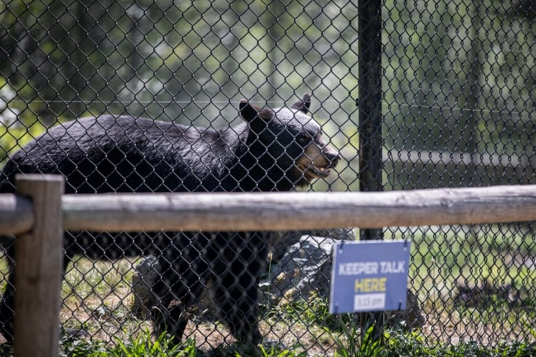 A black bear peeks through a fence in a zoo.