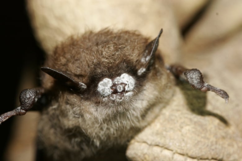 A small brown bat with a furry white fungus on its nose is pictured.