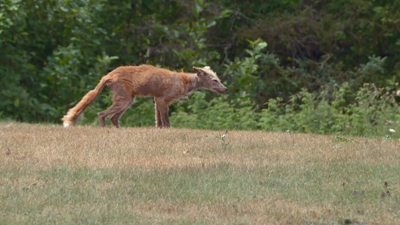 A skinny fox standing in a field with matted and missing fur