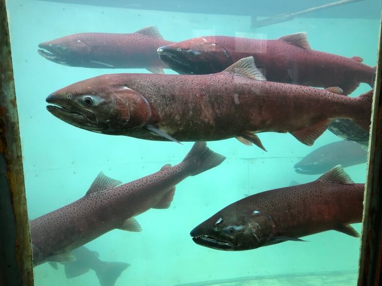 A group of swimming chinook salmon seen through a window.