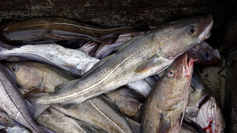 A bunch of grey fish on top of each other.