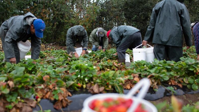 People harvesting strawberries.