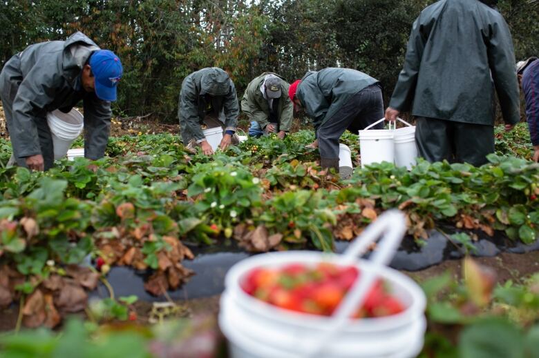 People harvesting strawberries.