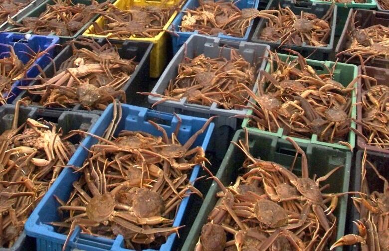 Blue, green and yellow plastic tubs are filled with large brown snow crabs.