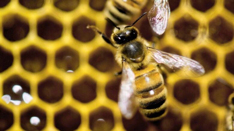 Closeup of a honeybee on a hive