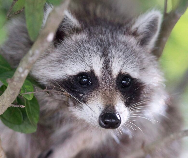 A racoon.