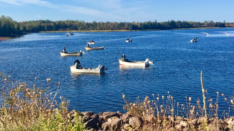 Fishermen tonging oysters from dorys on Cascumpec Bay.