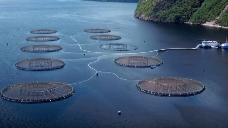 An aerial photo of open net salmon cages on Newfoundland's south coast.