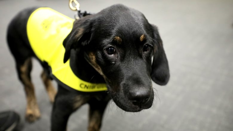 Photo of a future guide dog named Percy