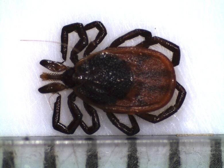 A close up is shown of a small spider animal with black legs. 