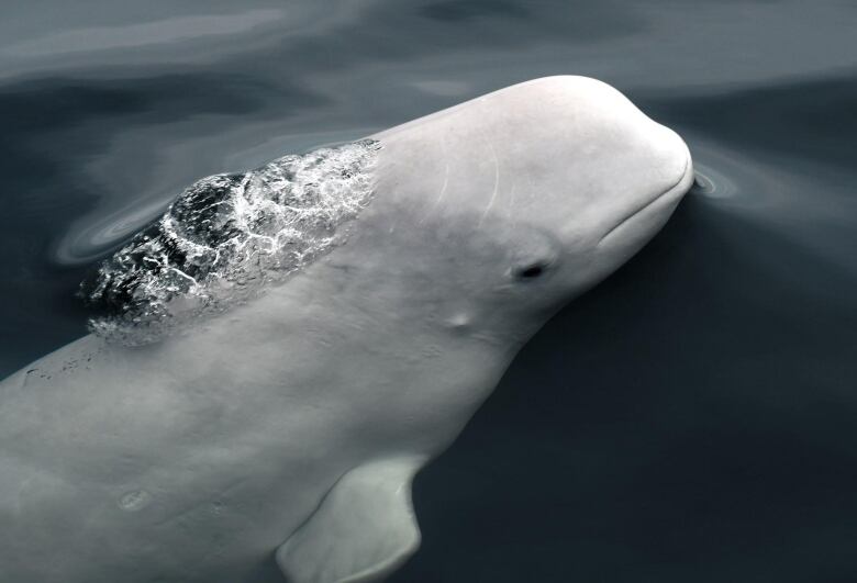 Beluga surfacing