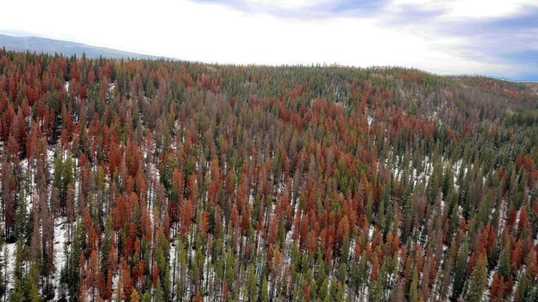 Forest. Some pines are green, others red and dead. Aerial photo. 