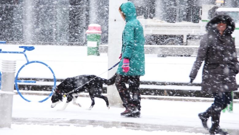 Snow flurries obscure a person in a teal coat walking a large, black dog.