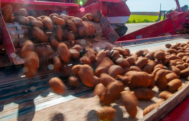 Seed potatoes tumble out of the truck and onto a conveyor belt at a P.E.I. farm in the fall 2019.