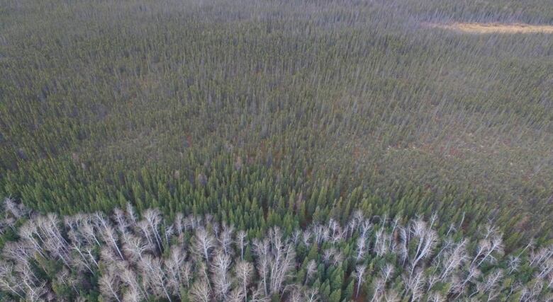 Aerial picture of trees and muskeg swamps