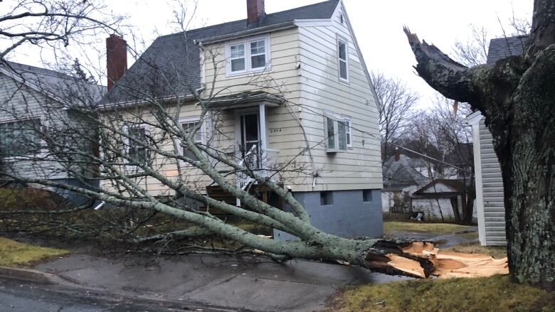 Downed tree in front of a house.