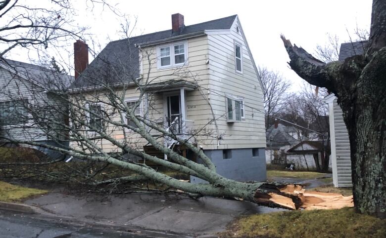 Downed tree in front of a house.