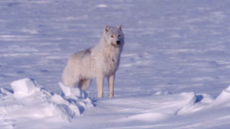 A photo of a fluffy white Arctic wolf on a snowy landscape.