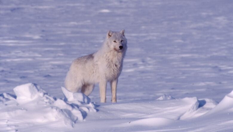 A photo of a fluffy white Arctic wolf on a snowy landscape.