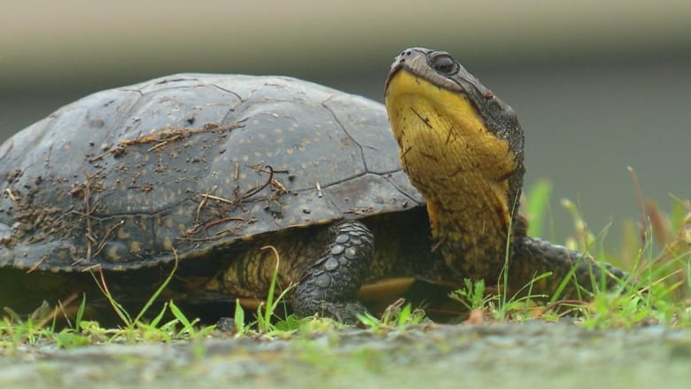 Turtle with yellow neck on grass