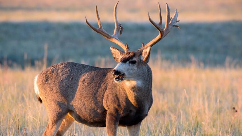 A large deer with antlers stands in a field. 