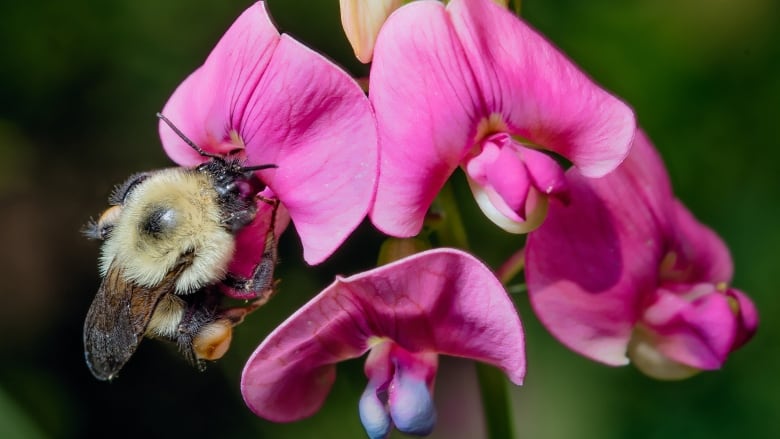 A Bombus impatiens on flower.